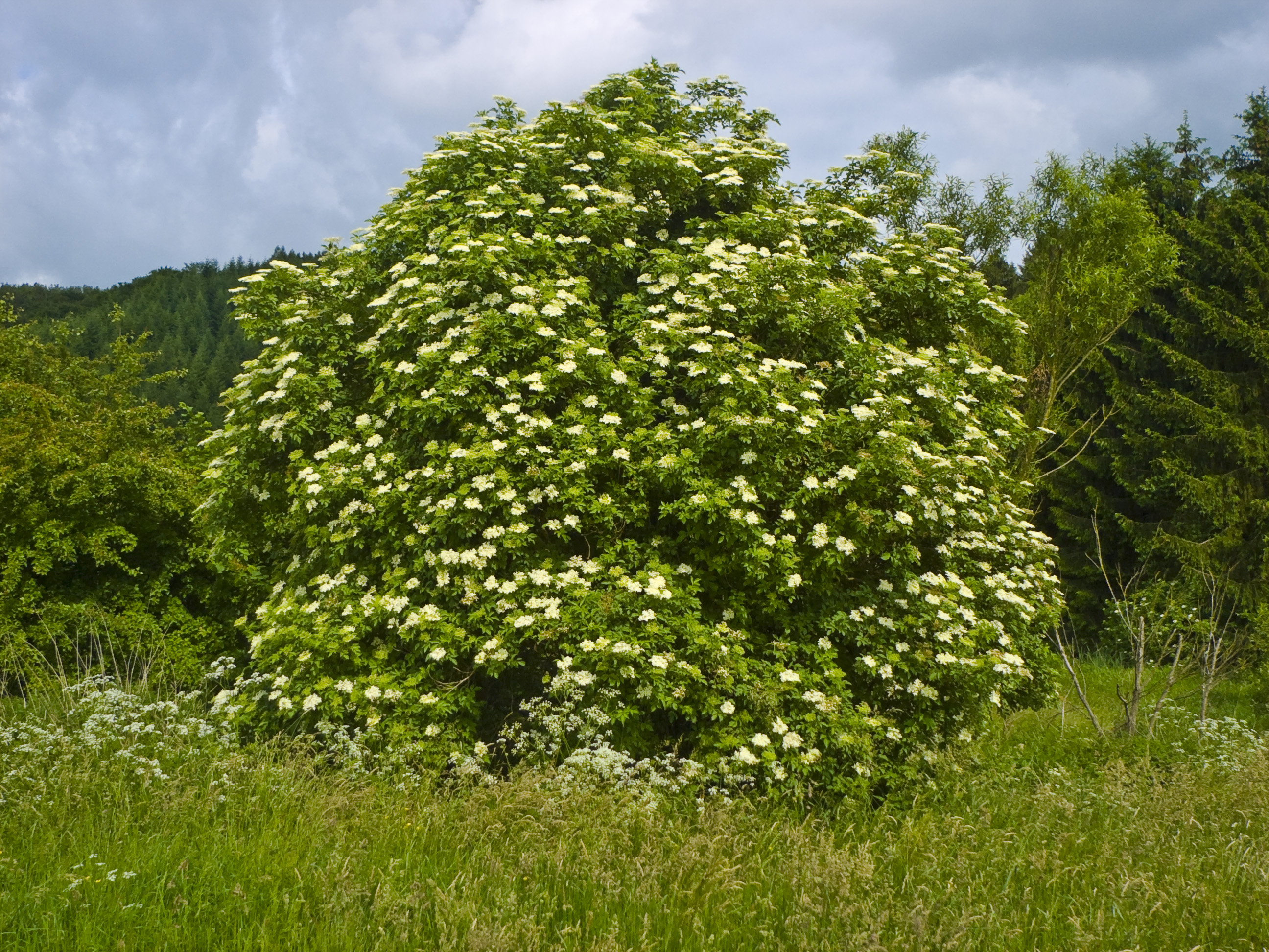 Schwarzer Holunder (Sambucus nigra L.)
