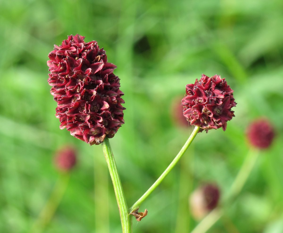 Großer Wiesenknopf (Sanguisorba officinalis L.)