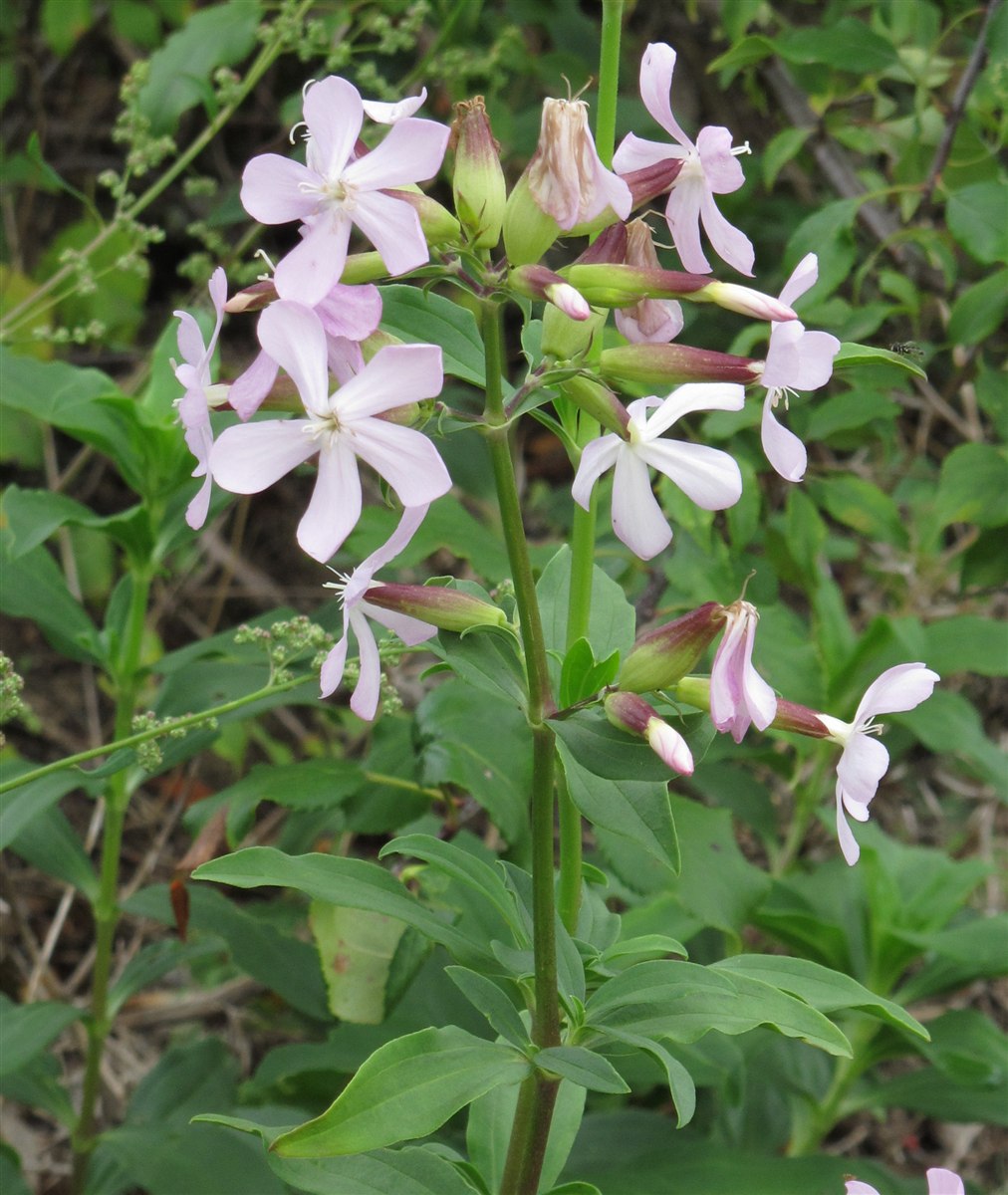 Echtes Seifenkraut (Saponaria officinalis L.)