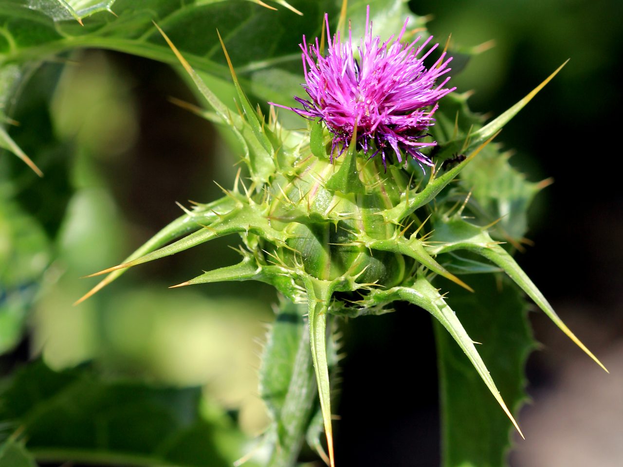 Mariendistel (Silybum marianum (L.) Gaertn.)