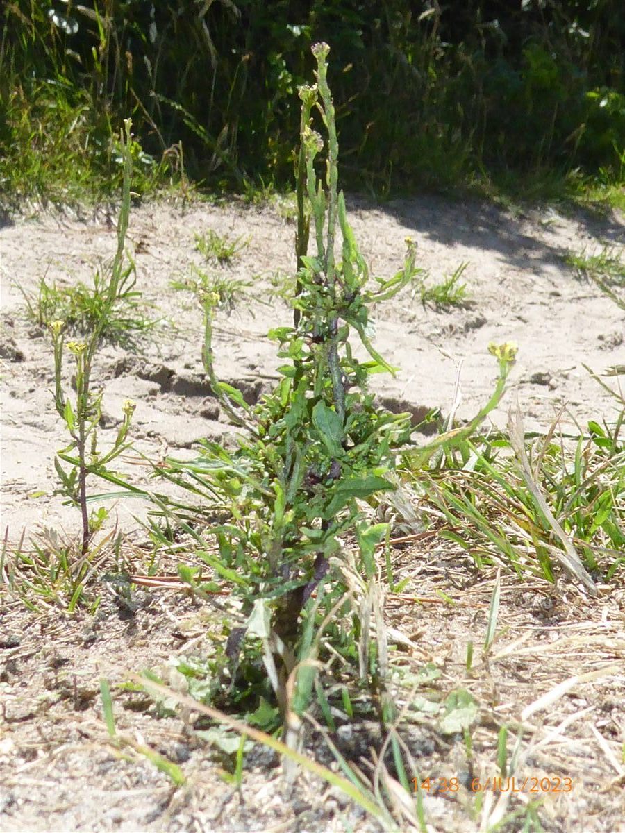 Wege-Rauke (Sisymbrium officinale (L.) Scop.)