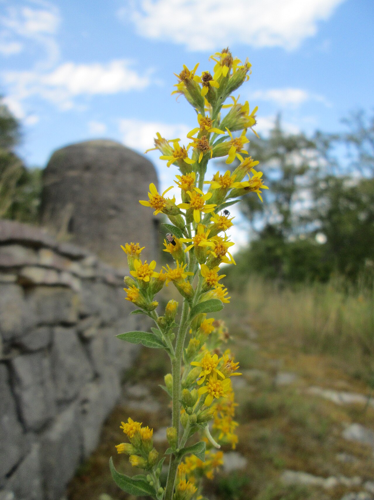 Echte Goldrute (Solidago virgaurea L.)