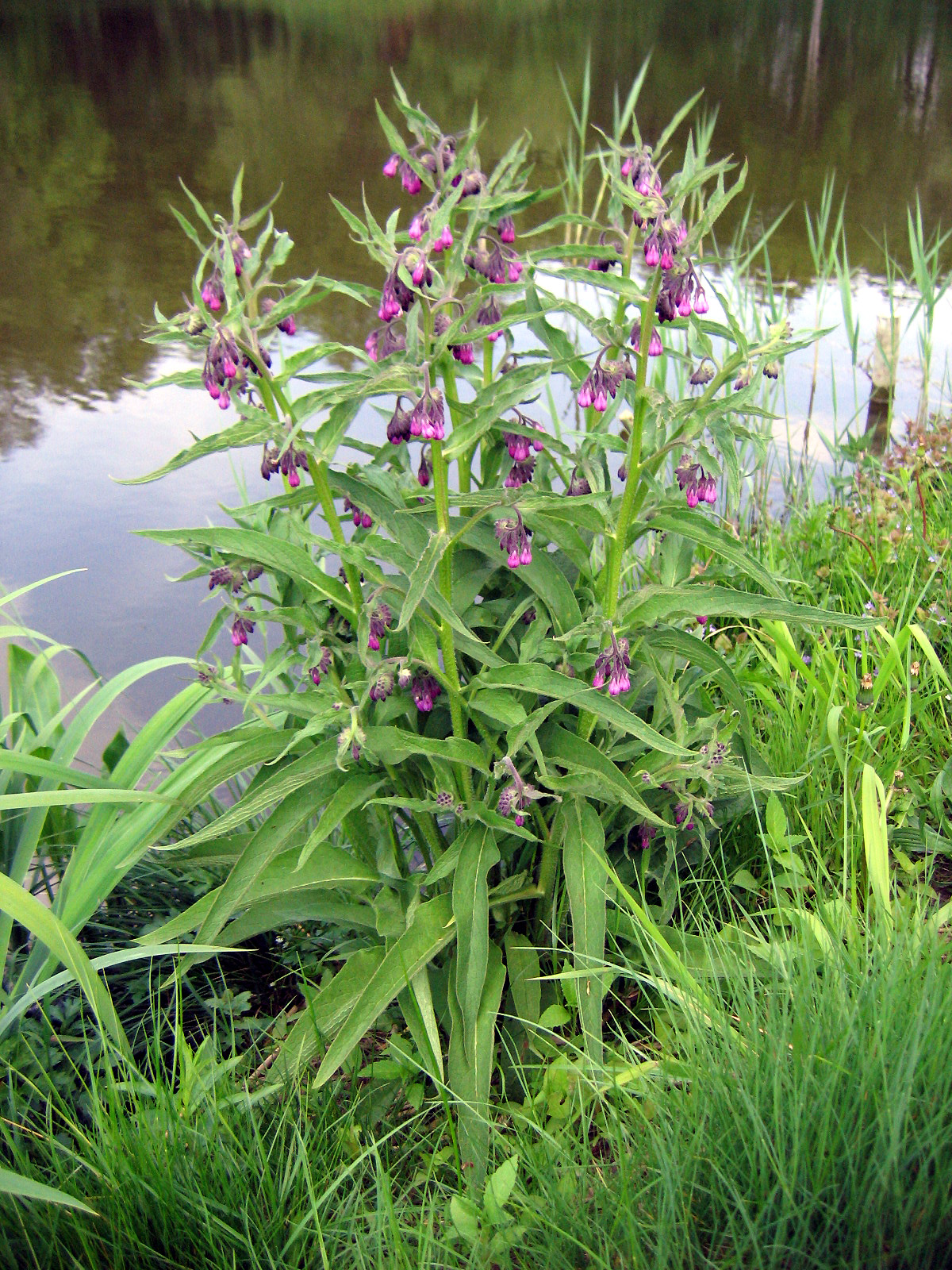 Beinwell (Symphytum officinale L.)
