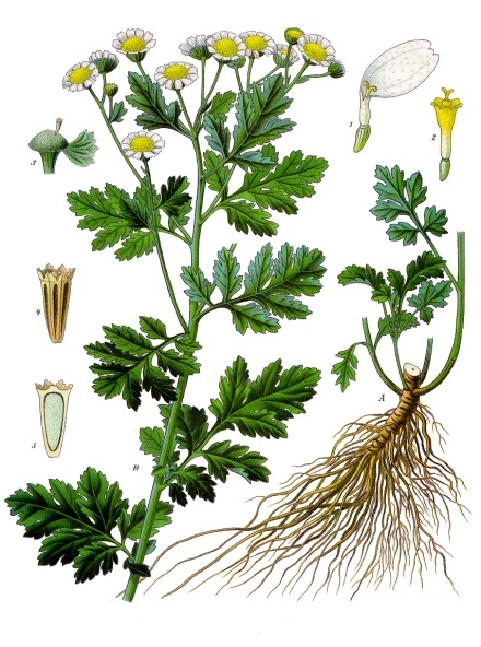 Mutterkraut (Tanacetum parthenium (L.) Sch.Bip.)