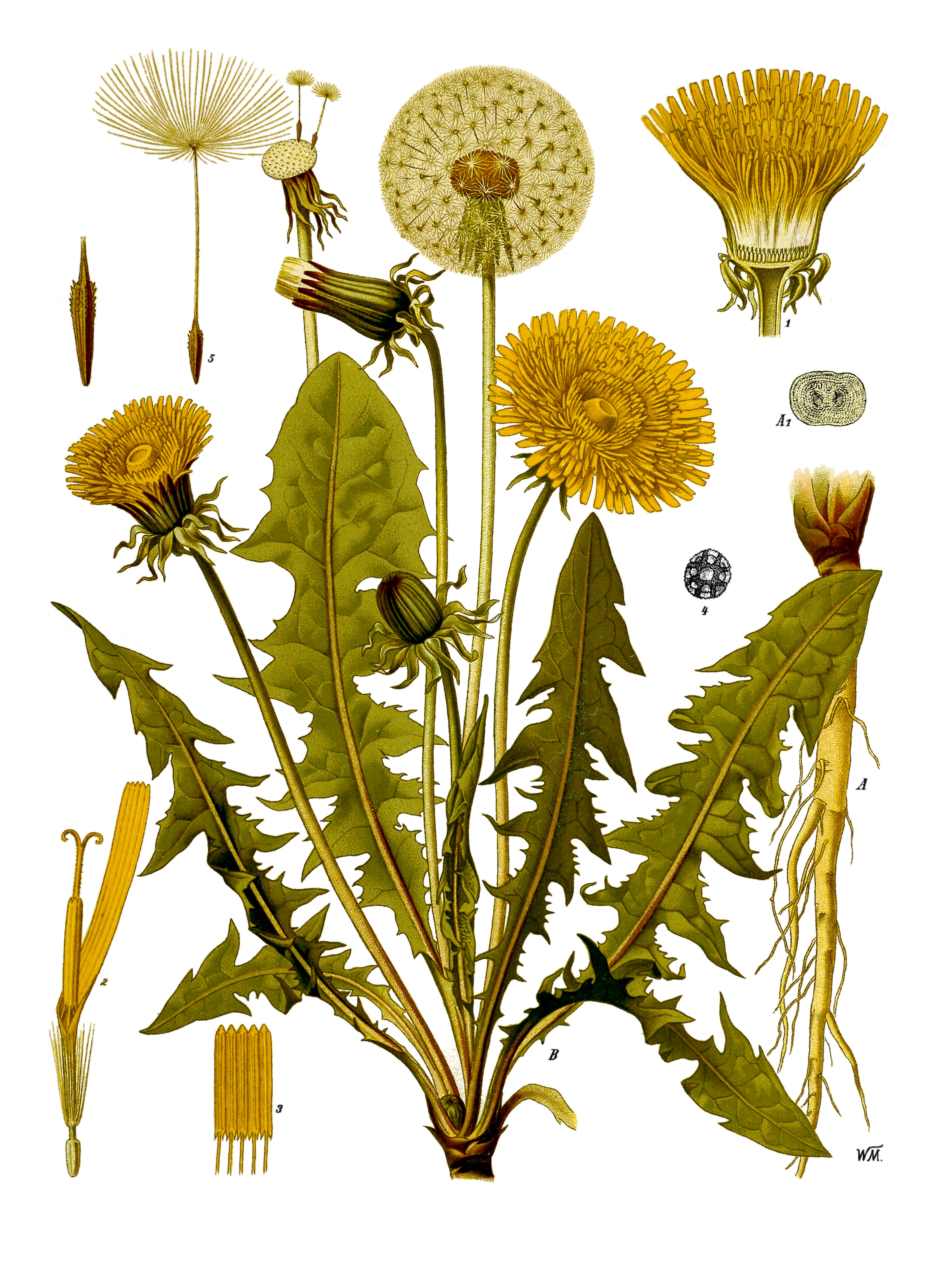 Gewöhnlicher Löwenzahn (Taraxacum officinale Weber ex F.H.Wigg.)