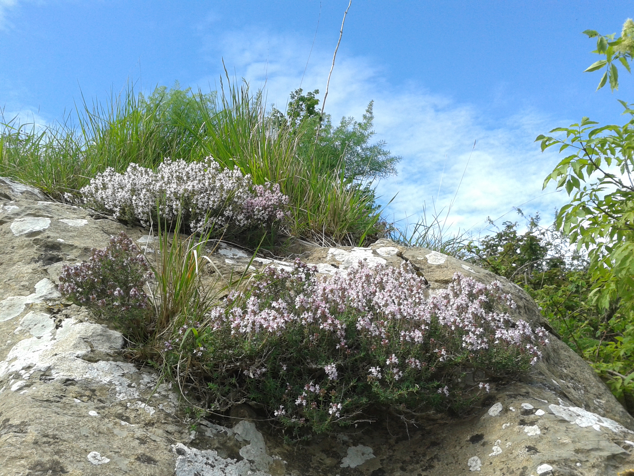 Echter Thymian (Thymus vulgaris L.)