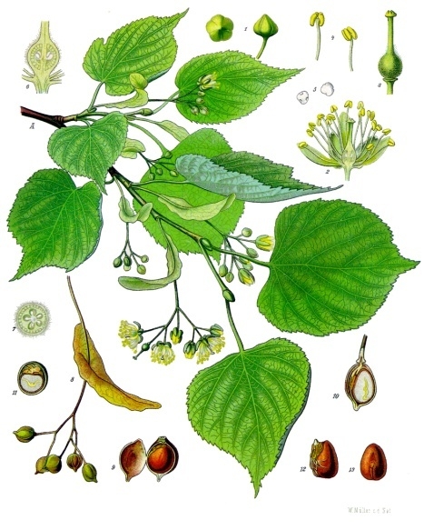 Winter-Linde (Tilia cordata Mill.)