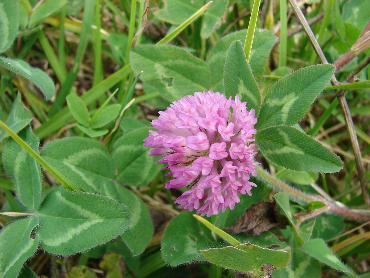 Rotklee (Trifolium pratense L.)