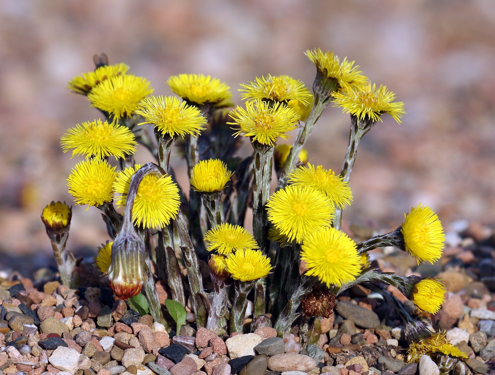 Huflattich (Tussilago farfara L.)