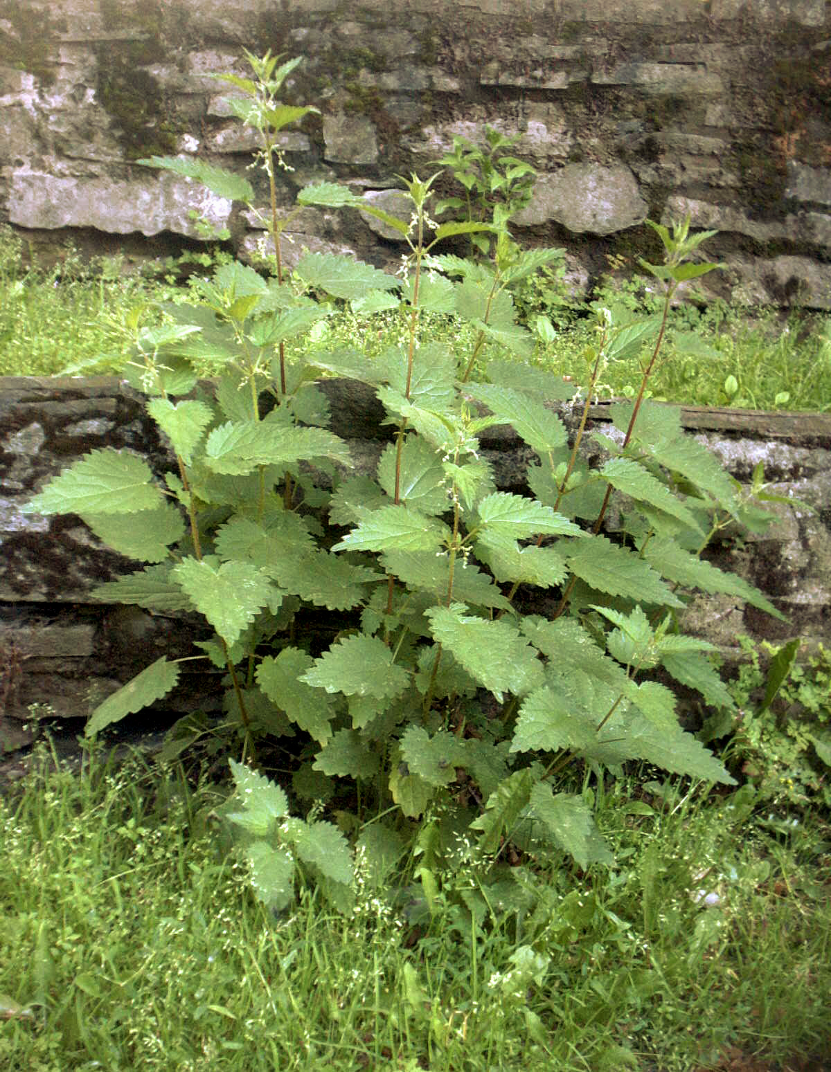 Große Brennnessel (Urtica dioica L.)