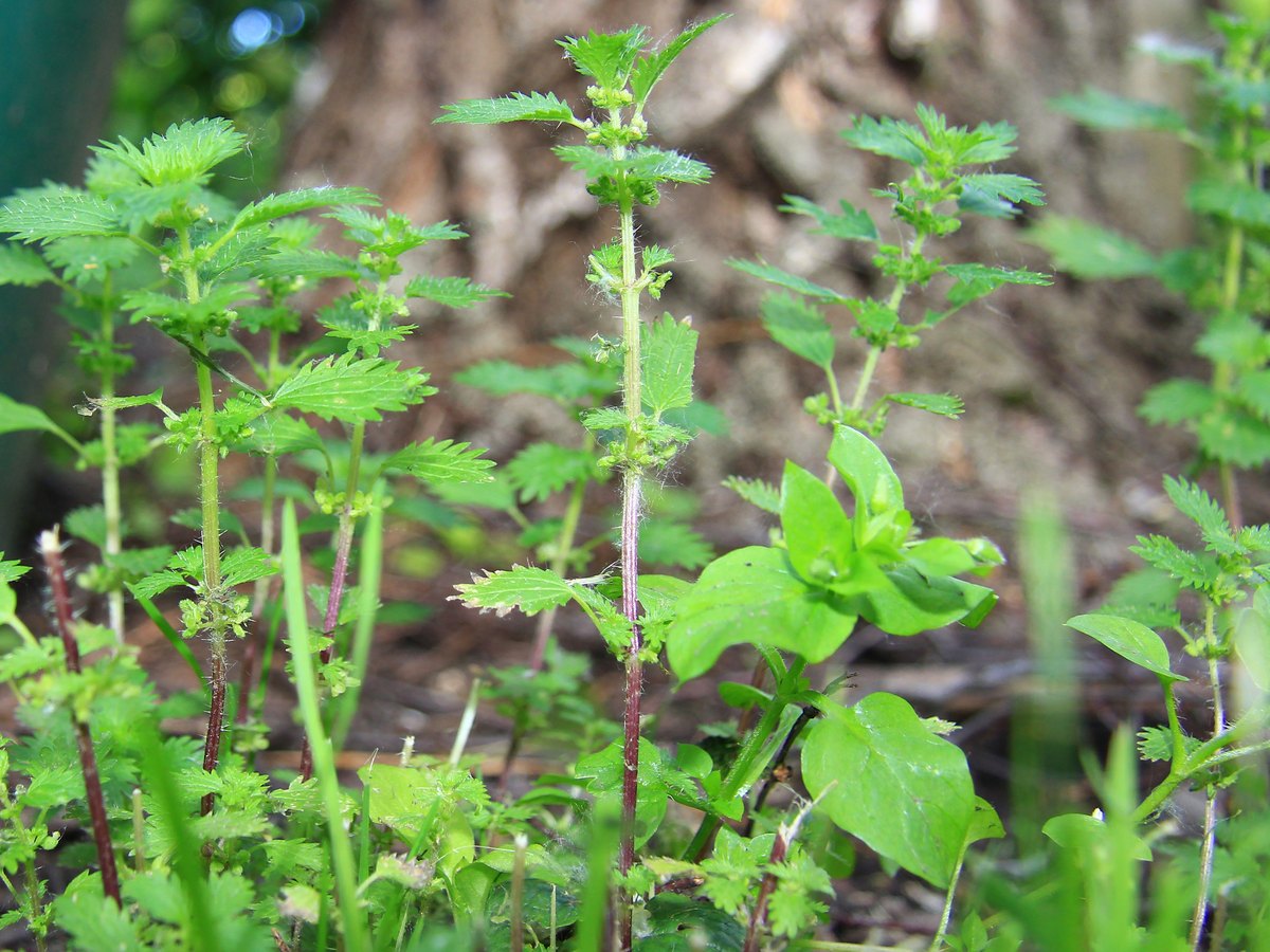 Kleine Brennnessel (Urtica urens L.)