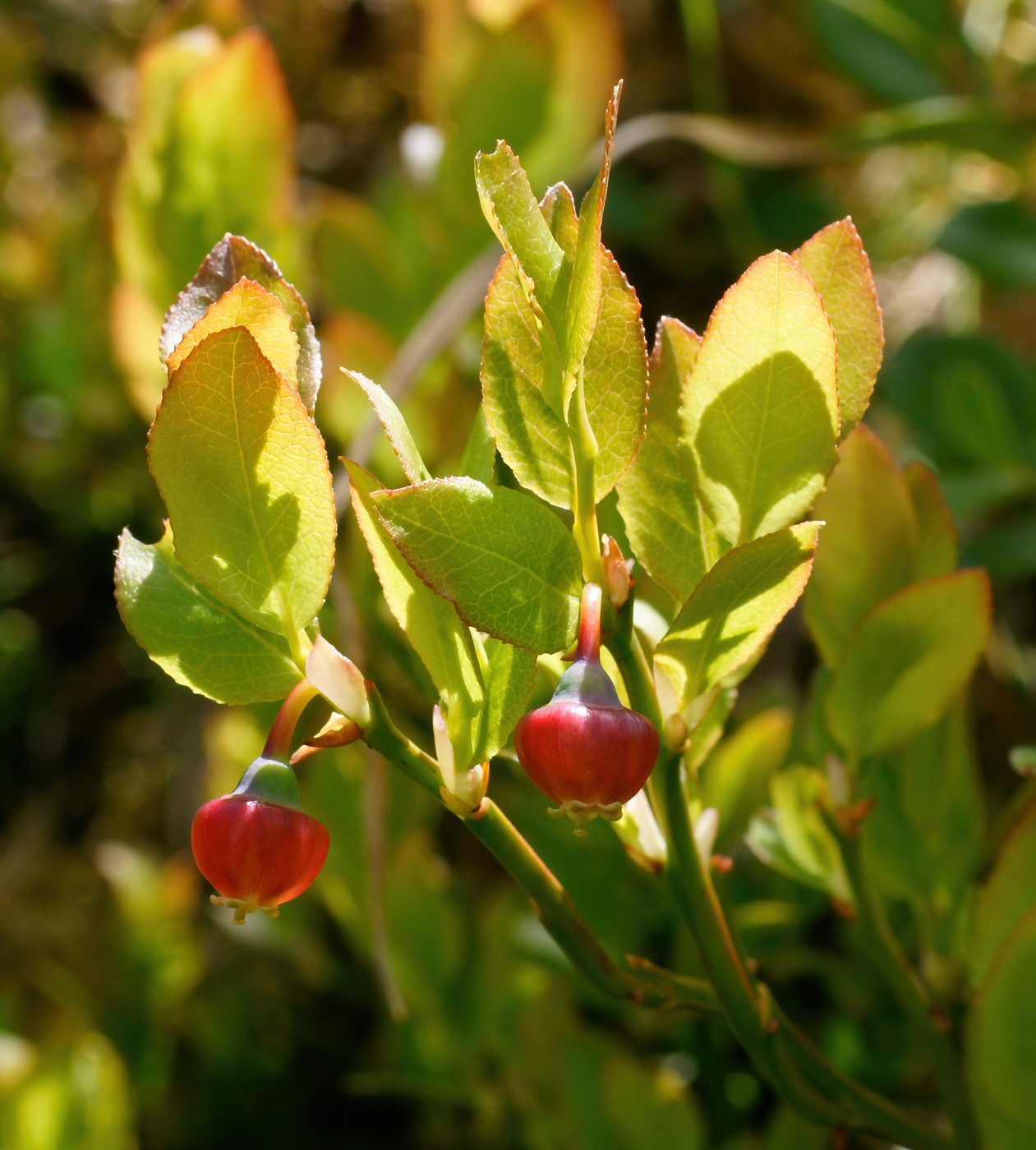 Heidelbeere (Vaccinium myrtillus L.)