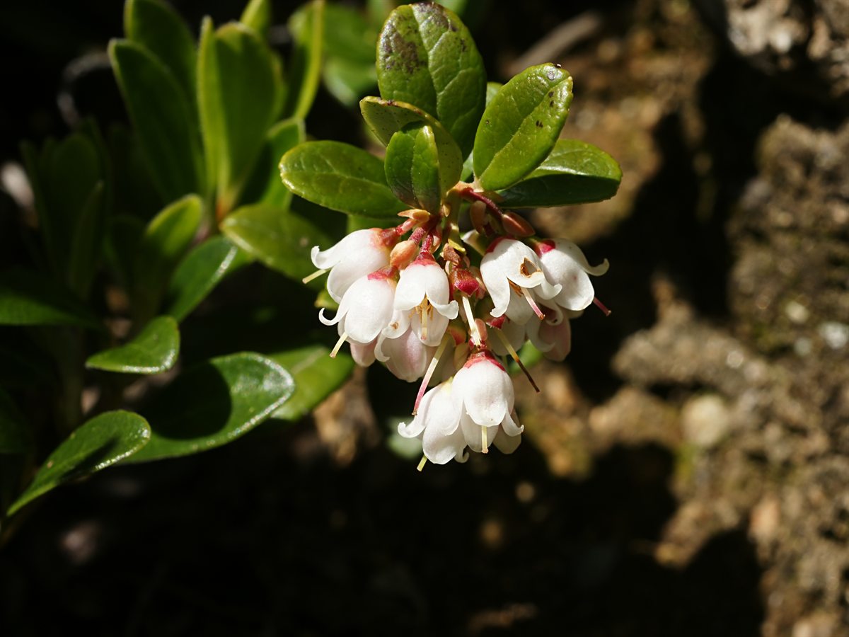 Preiselbeere (Vaccinium vitis-idaea L.)