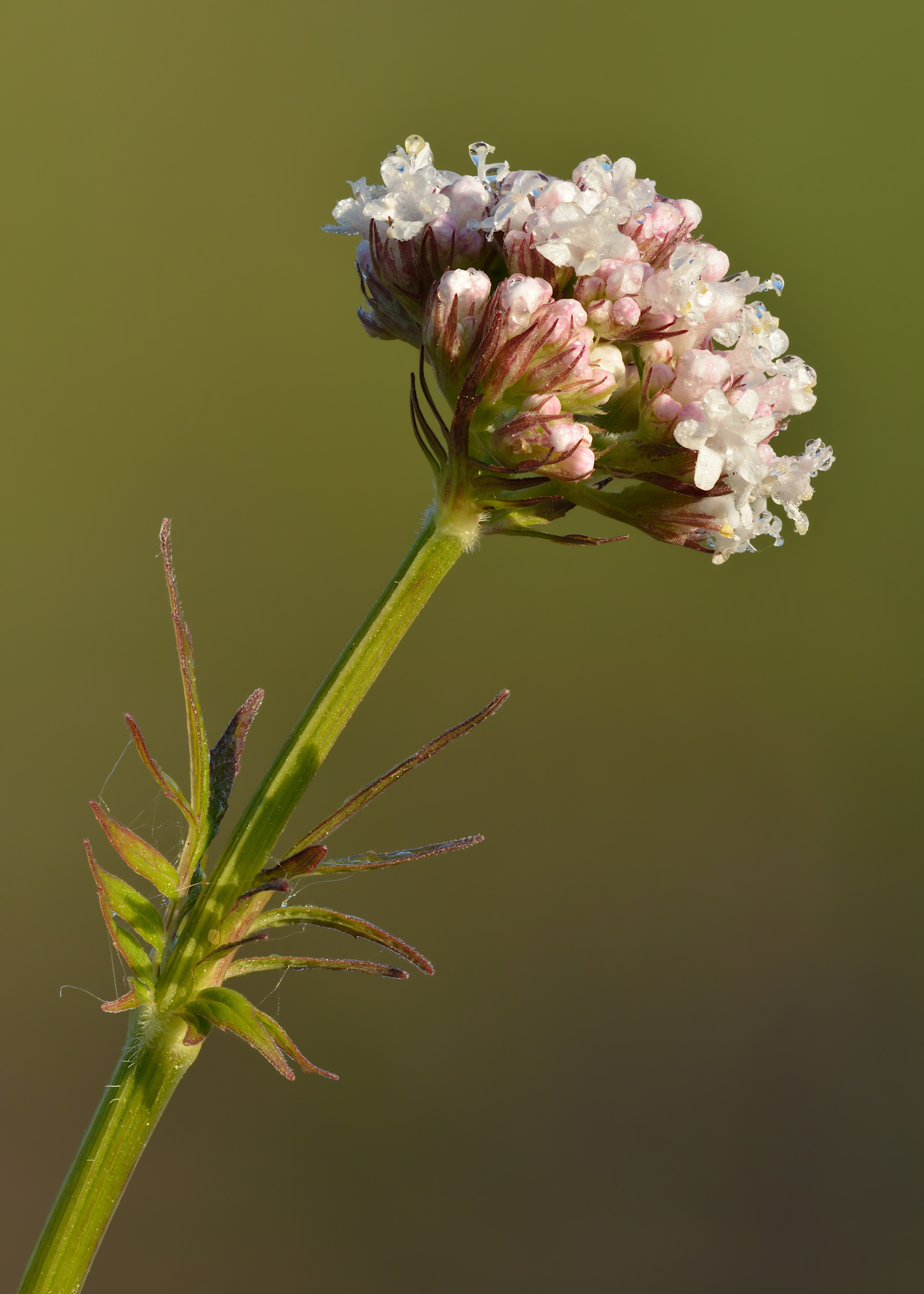 Baldrian (Valeriana officinalis L.)