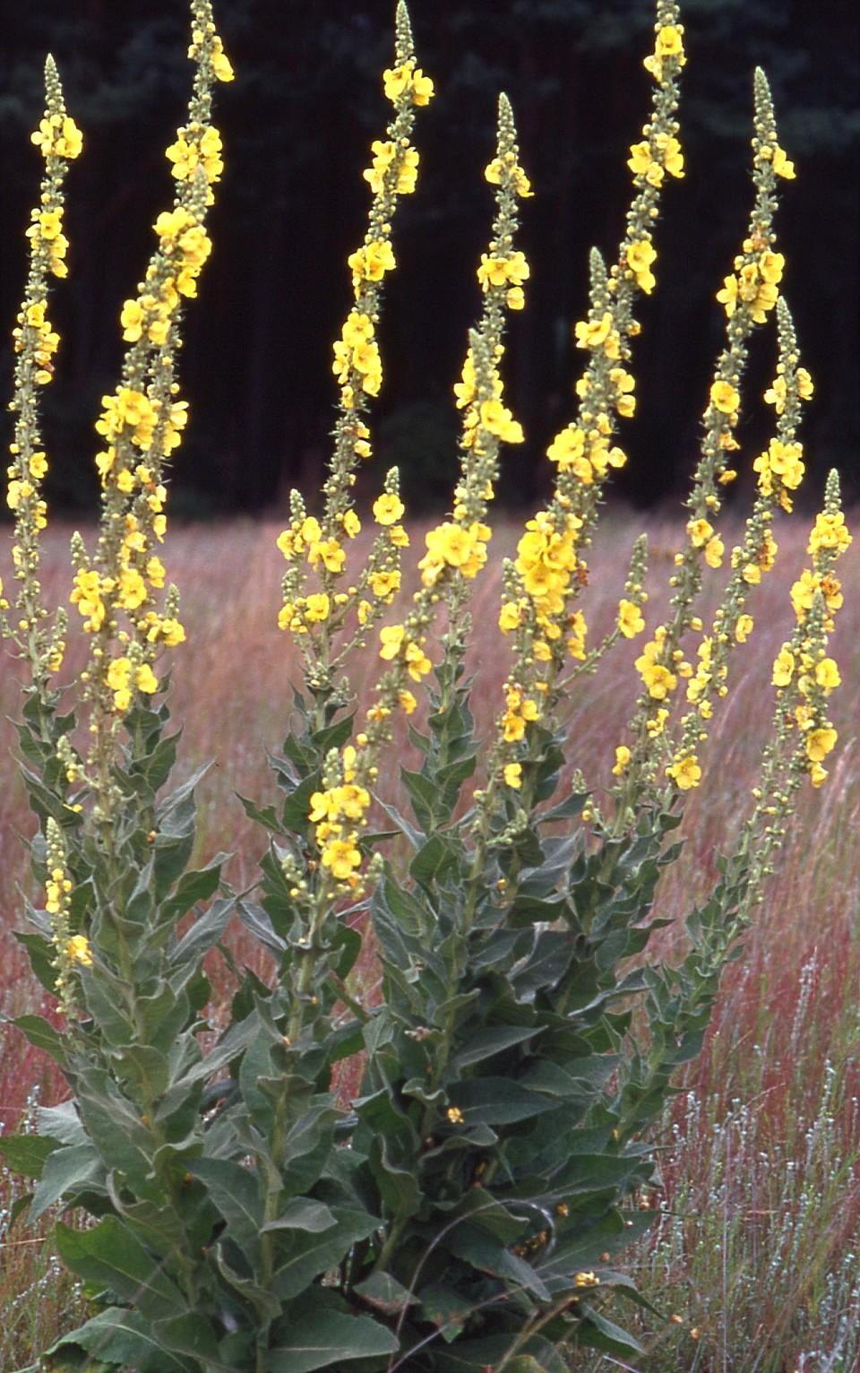 Großblütige Königskerze (Verbascum densiflorum Bertol.)