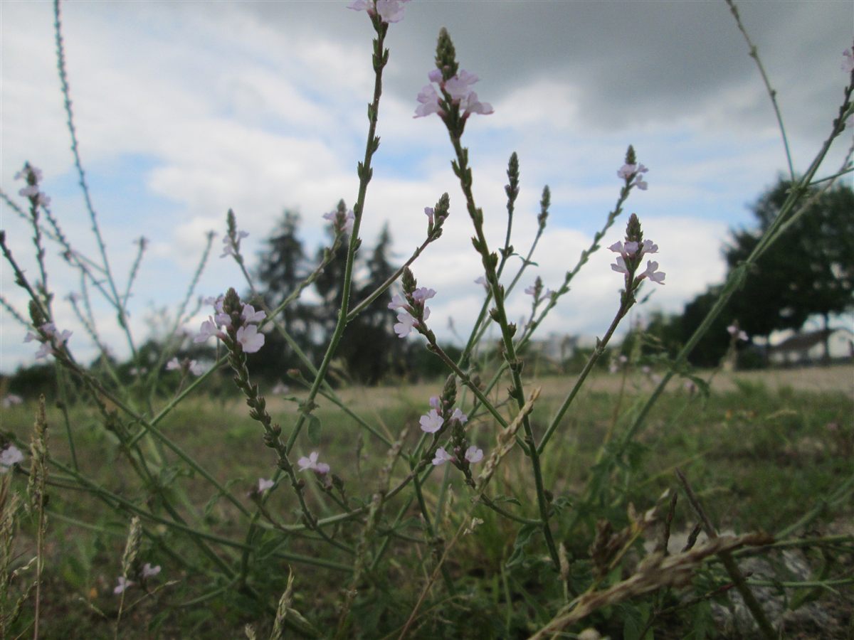 Echtes Eisenkraut (Verbena officinalis L.)