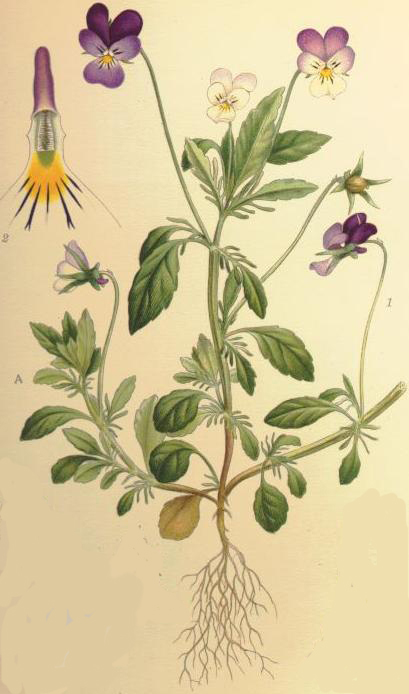 Wildes Stiefmütterchen (Viola tricolor L.)