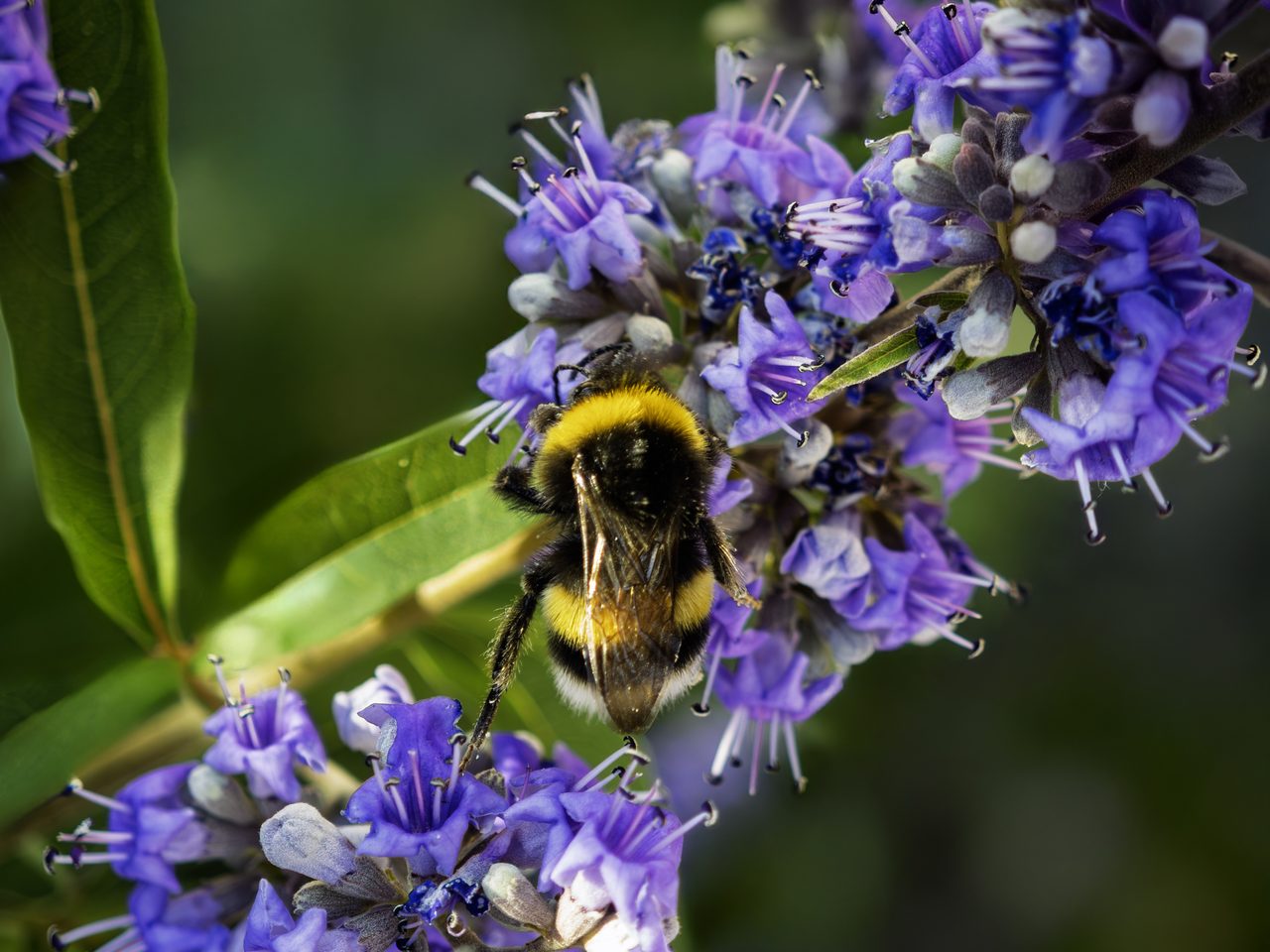 Mönchspfeffer (Vitex agnus-castus L.)