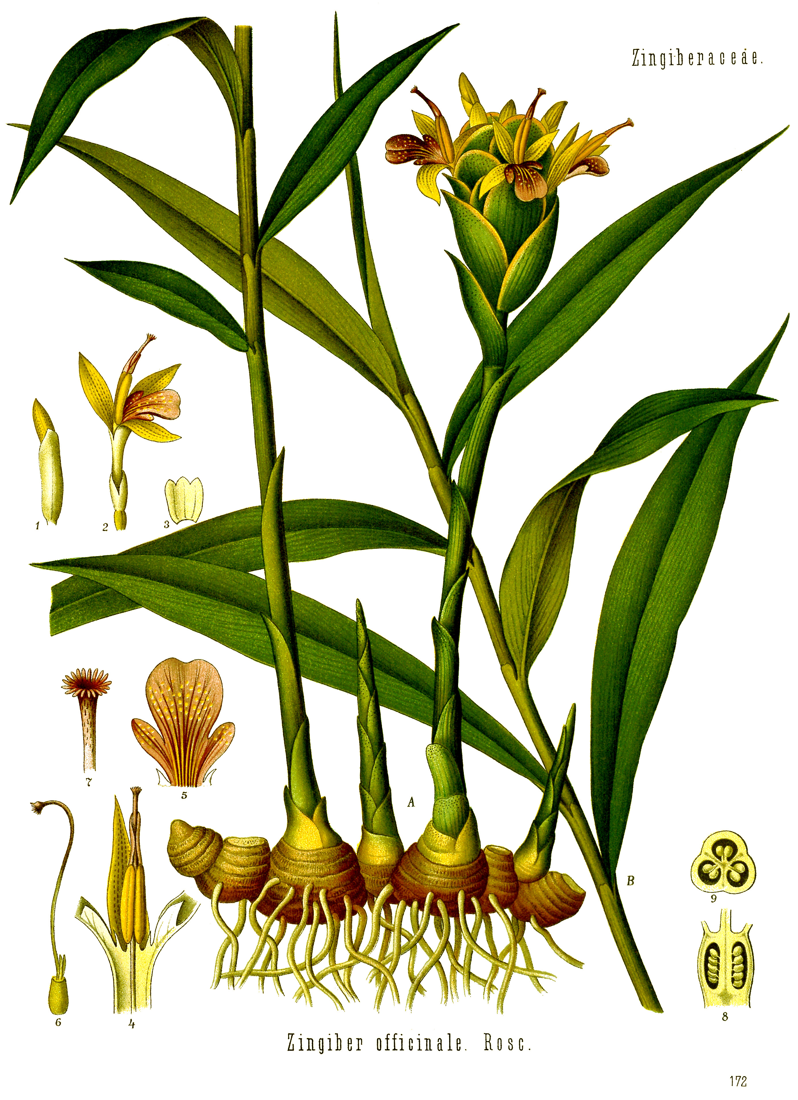 Ingwer (Zingiber officinale Roscoe)